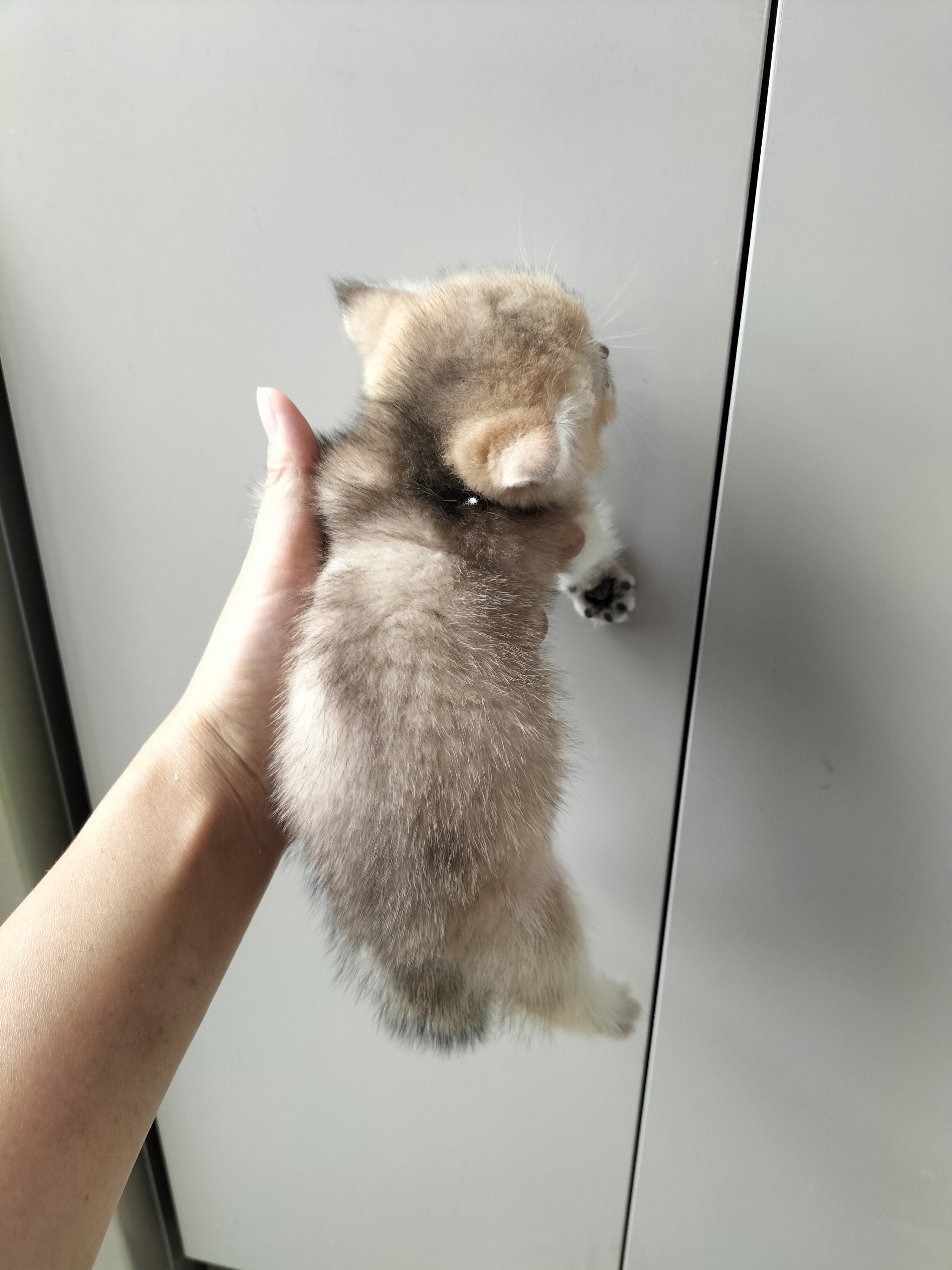 英国短毛猫
